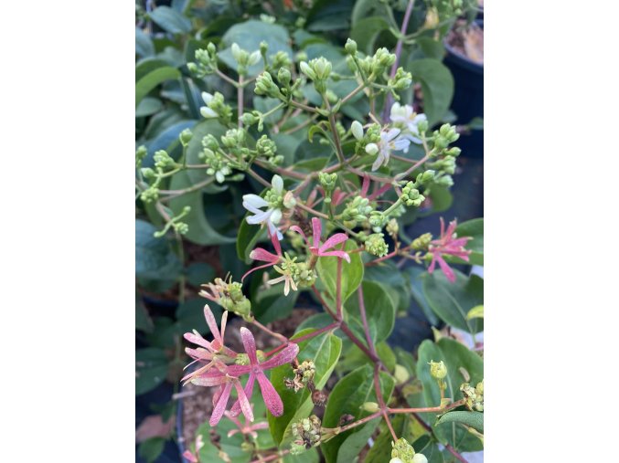 Heptacodium miconioides 'Minhep' TIANSHAN - heptakodium jasmínovité