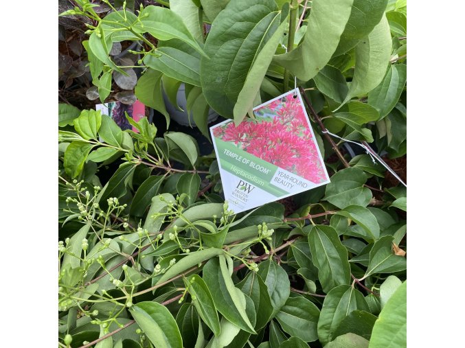 Heptacodium miconioides 'Temple of Bloom' - heptakodium jasmínovité