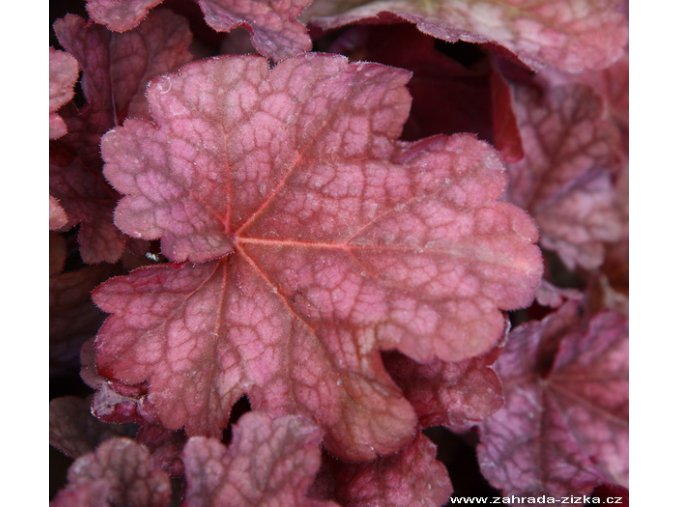 Heuchera hybrid 'Berry Smoothie' - dlužicha
