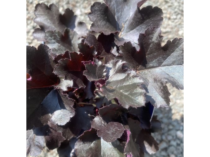 Heuchera hybrid 'Black Pearl' - dlužicha