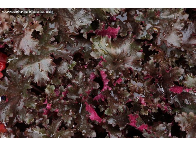 Heuchera hybrid 'Black Taffeta' - dlužicha