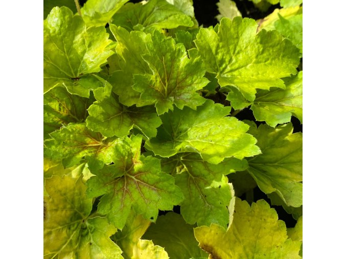 Heuchera hybrid 'Delta Dawn' - dlužicha