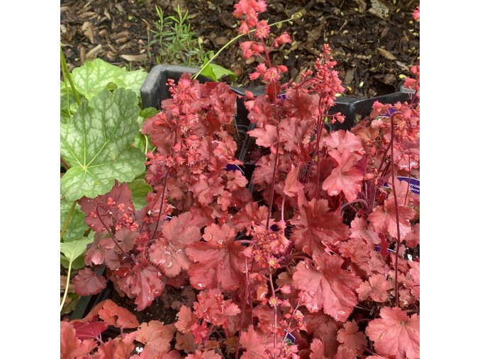 Heuchera hybrid 'Cherry Cola' - dlužicha
