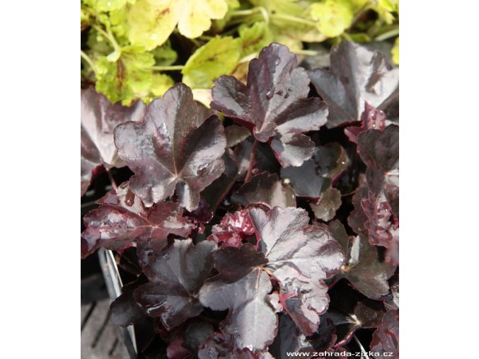 Heuchera hybrid 'Obsidian' - dlužicha