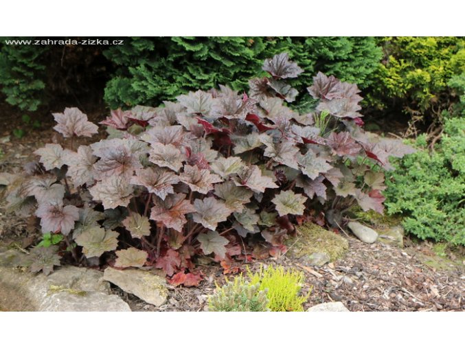 Heuchera americana 'Palace Purple' - dlužicha