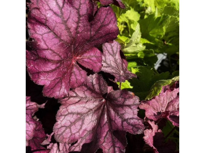 Heuchera hybrid 'Wild Rose' - dlužicha