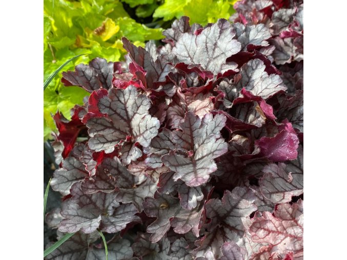 Heuchera hybrid 'World Caffe Frappe' - dlužicha