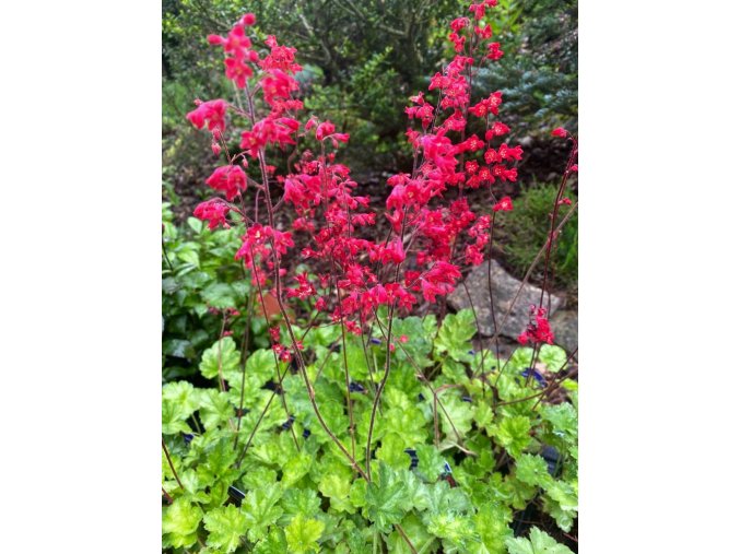 Heuchera sanguinea 'Leuchtkäfer' - dlužicha