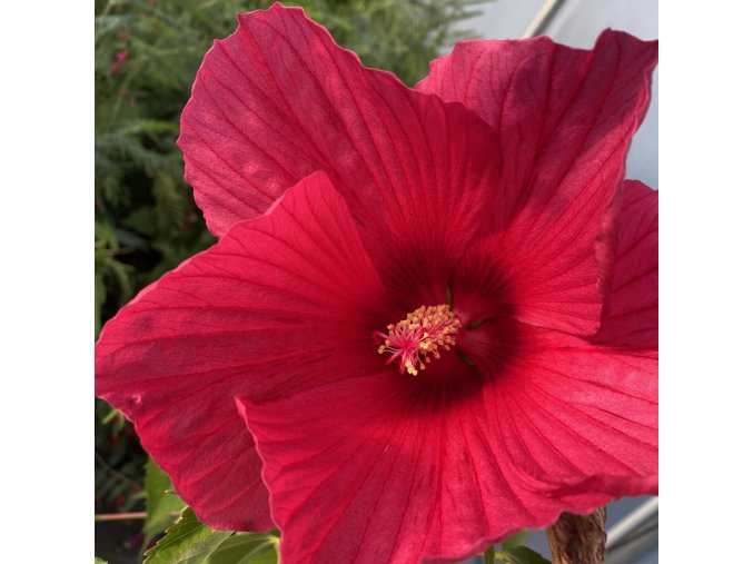 Hibiscus moscheutos 'Carousel Pink Passion' - ibišek bahenní
