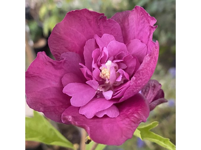 Hibiscus syriacus - ibišek venkovní/syrský