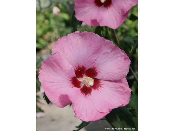 Hibiscus syriacus 'Aphrodite' - ibišek venkovní/syrský