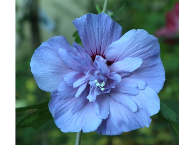 Hibiscus syriacus 'Blue Chiffon'® - ibišek venkovní/syrský