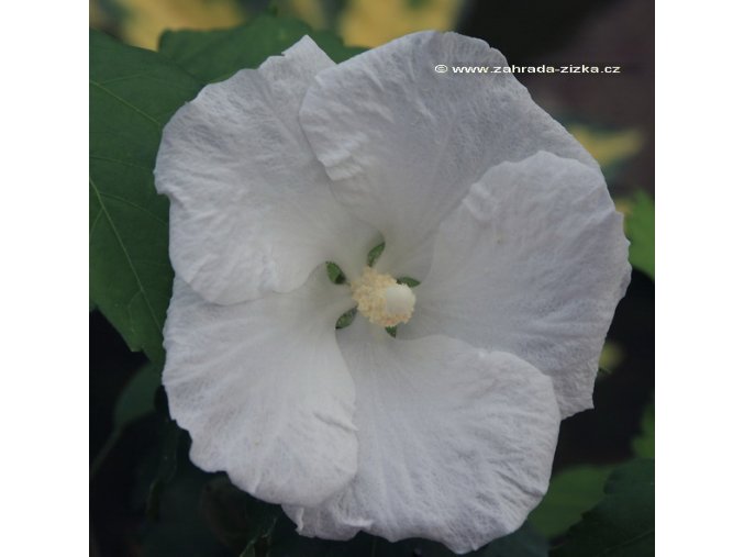 Hibiscus syriacus 'Diana' - ibišek venkovní/syrský