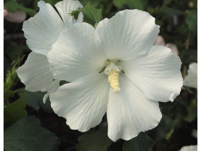 Hibiscus syriacus 'Eleonore' - ibišek venkovní/syrský