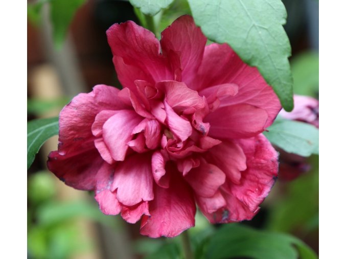 Hibiscus syriacus 'Freedom' - ibišek venkovní/syrský