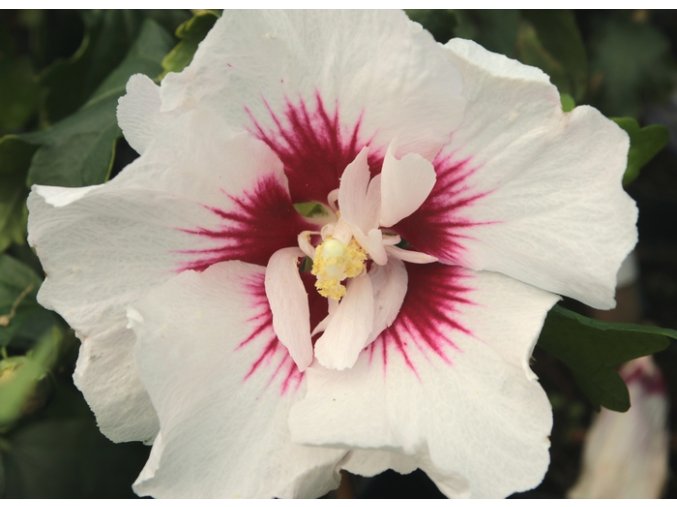 Hibiscus syriacus 'Helene' - ibišek venkovní/syrský