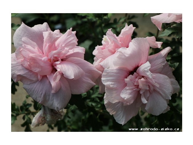 Hibiscus syriacus 'Chrysanthemum' - ibišek venkovní/syrský