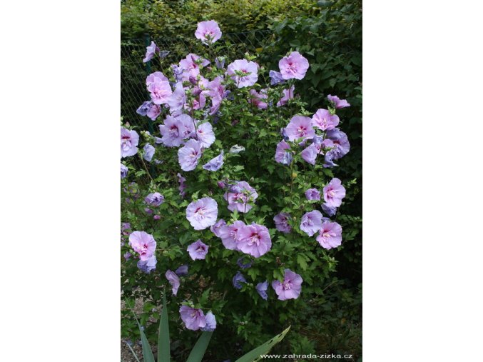 Hibiscus syriacus 'Lavender Chiffon' - ibišek venkovní/syrský