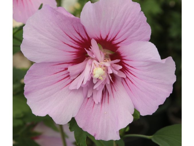 Hibiscus syriacus 'Maike' - ibišek venkovní/syrský