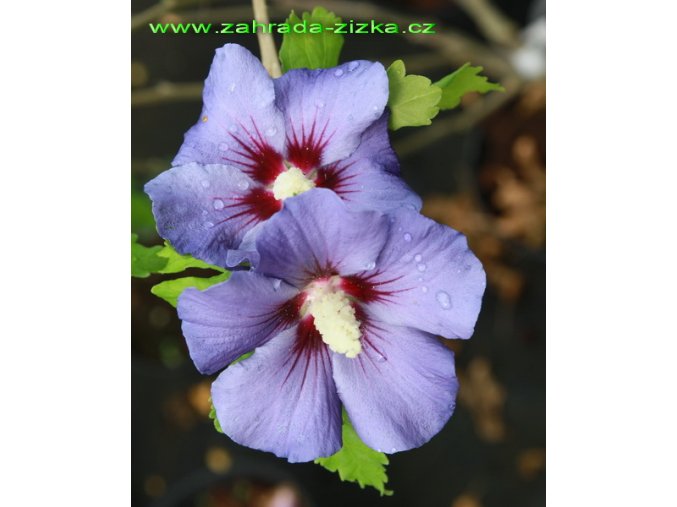Hibiscus syriacus 'Marina' - ibišek venkovní/syrský