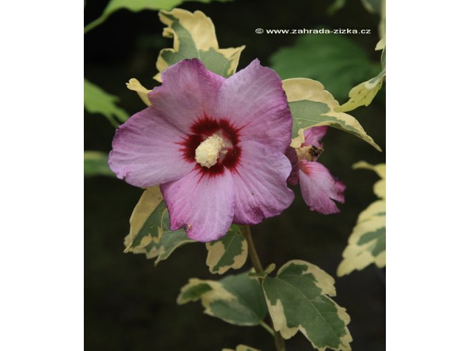 Hibiscus syriacus 'Mehanii' - venkovní/syrský ibišek