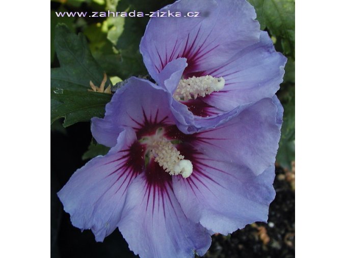 Hibiscus syriacus 'Oiseau Blue' - ibišek venkovní/syrský