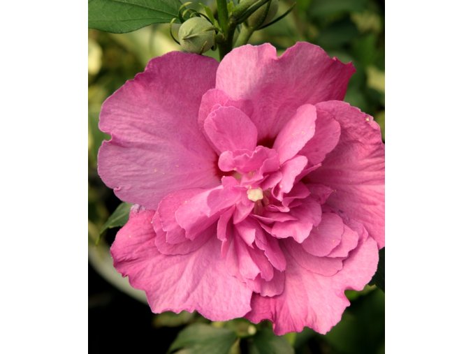 Hibiscus syriacus 'Purple Ruffles' - ibišek venkovní/syrský