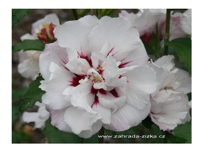 Hibiscus syriacus 'Speciosus' - ibišek venkovní/syrský