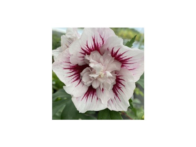 Hibiscus Starburst Chiffon