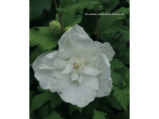 Hibiscus syriacus 'White Chiffon' - ibišek venkovní/syrský