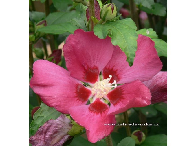 Hibiscus syriacus 'Woodbridge' - ibišek venkovní/syrský