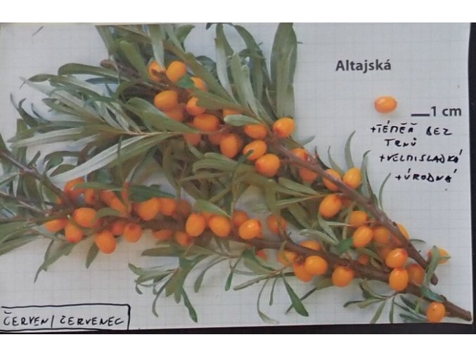 Hippophae rhamnoides 'Altajská' - rakytník řešetlákový