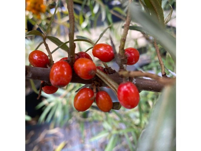 Hippophae rhamnoides 'Krasavice' - rakytník řešetlákový