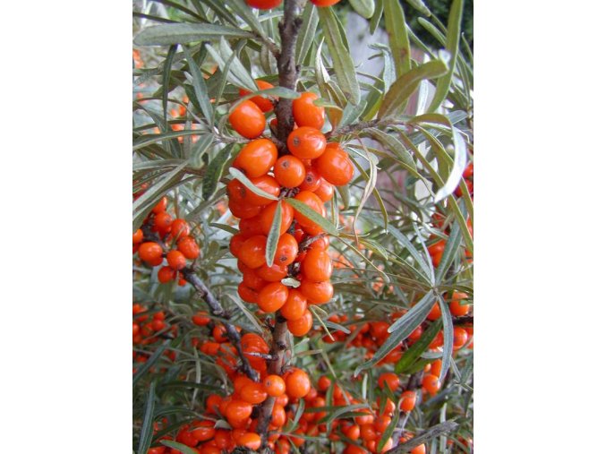 Hippophae rhamnoides 'Leikora' - rakytník řešetlákový