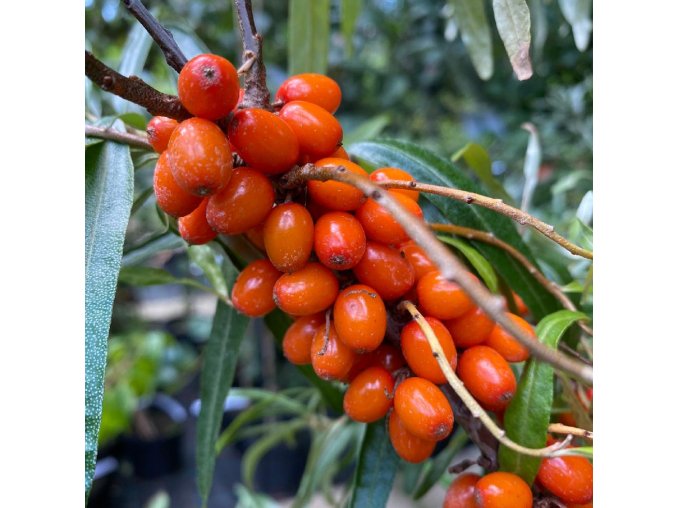 Hippophae rhamnoides 'Sirola' - rakytník řešetlákový