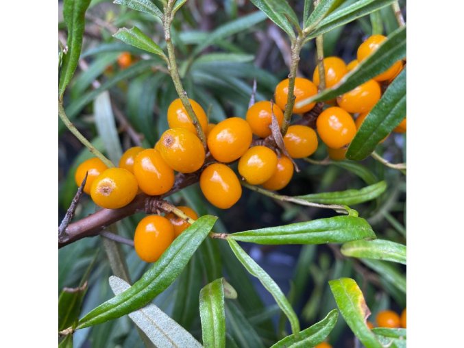 Hippophae rhamnoides 'Sluníčko' - rakytník řešetlákový