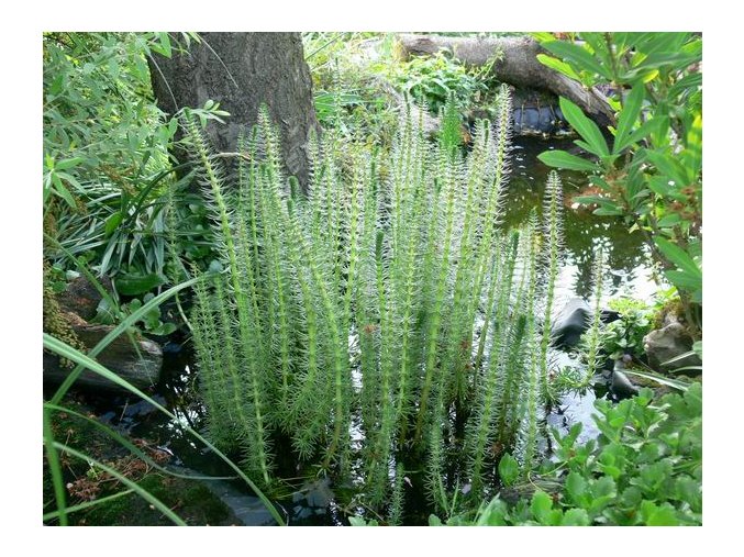 Hippuris vulgaris - prustka obecná