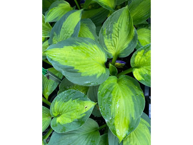 Hosta 'Captain Kirk' - bohyška