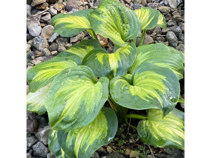 Hosta 'Cathedral Windows' - bohyška