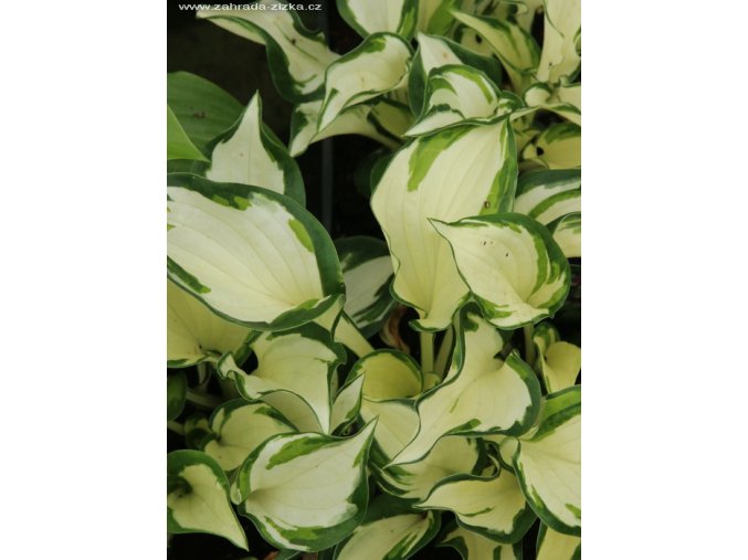 Hosta 'Fire and Ice' - bohyška
