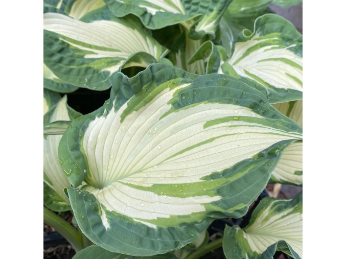 Hosta 'Golden Meadows' - dlužicha