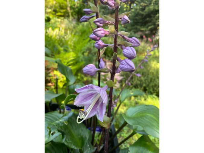 Hosta 'Gooseberry Sundae' - bohyška