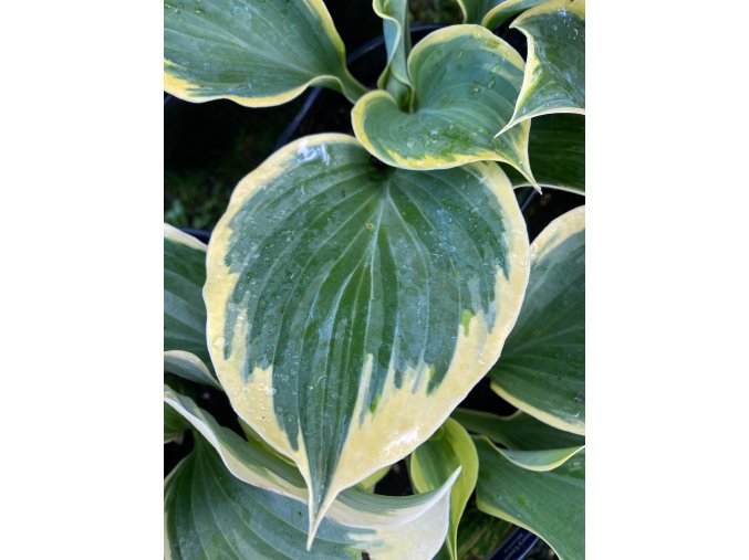 Hosta 'Ivory Coast' - bohyška