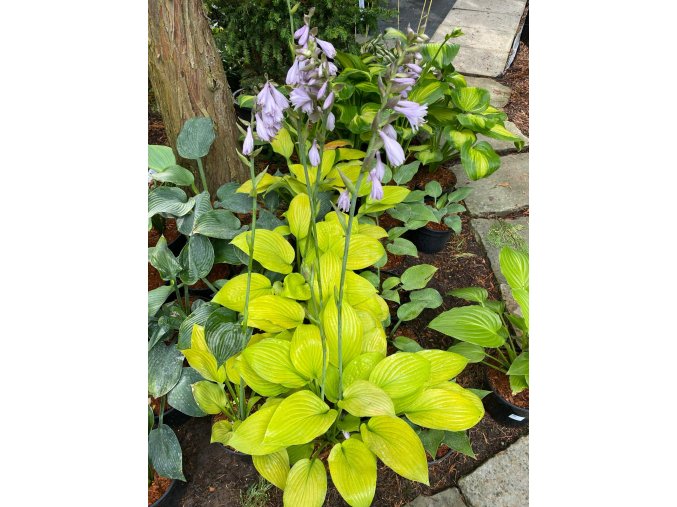 Hosta 'Ki Ren Jyaku' - bohyška
