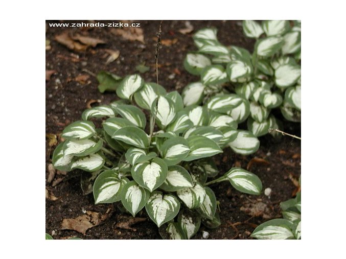 Hosta 'Pandora's Box' - bohyška