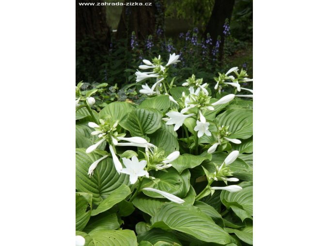 Hosta plantaginea var. grandiflora - bohyška
