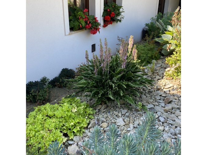 Hosta 'Praying Hands' - bohyška