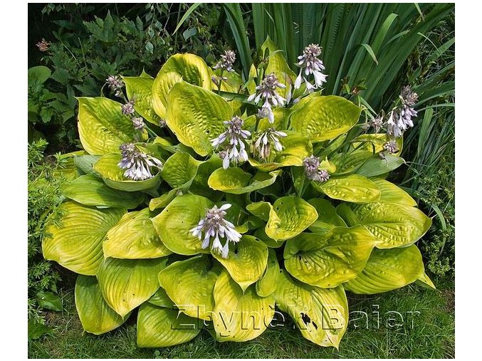 Hosta 'Sum and Substance' - bohyška