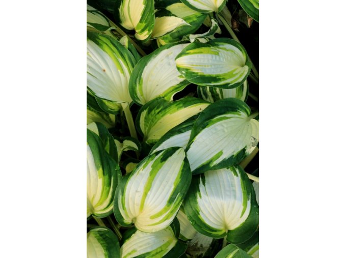 Hosta 'Vulcan' - bohyška