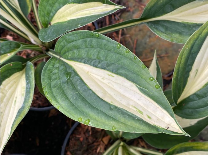 Hosta 'White Bikini' - bohyška